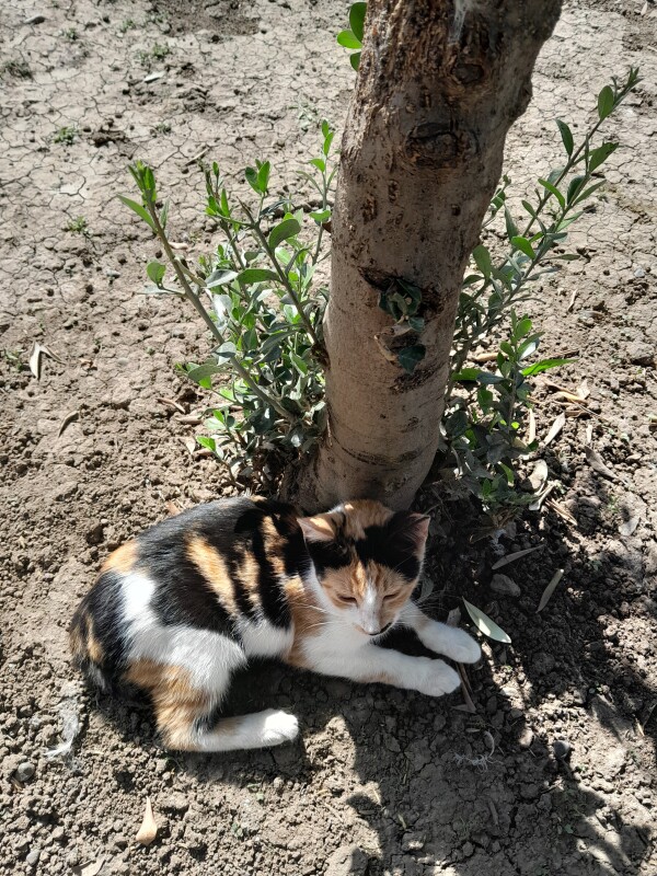  Pişik