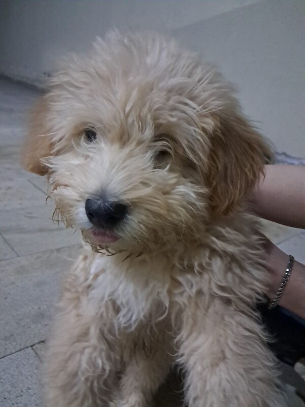 Pudel