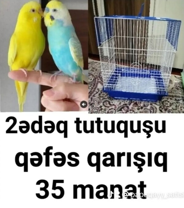 Papuqay