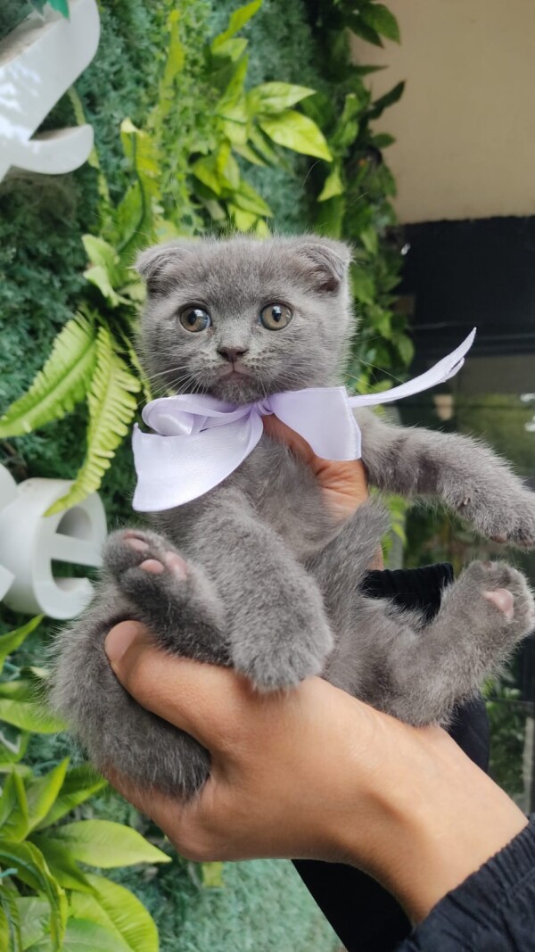 🎁🐈Orginal Scottish foldlar🩷
