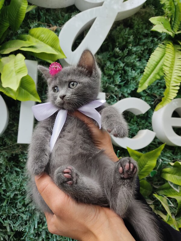 🐈Təmiz cins British shotthair🥰