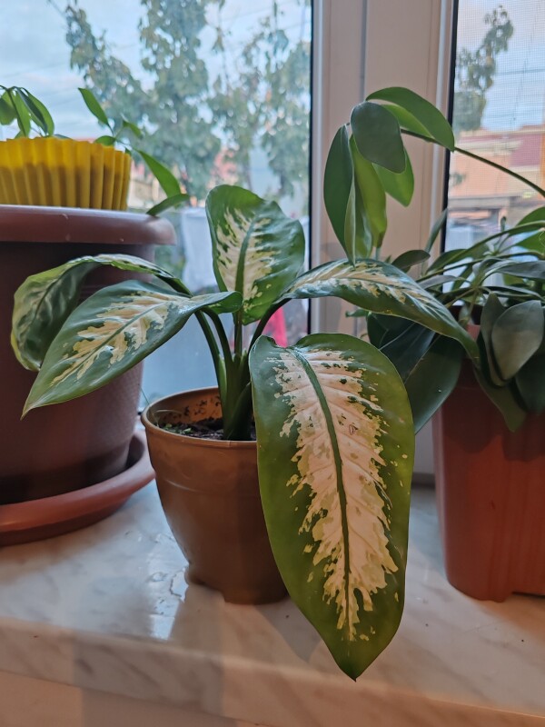 Diffenbacia (Difenbaxia)