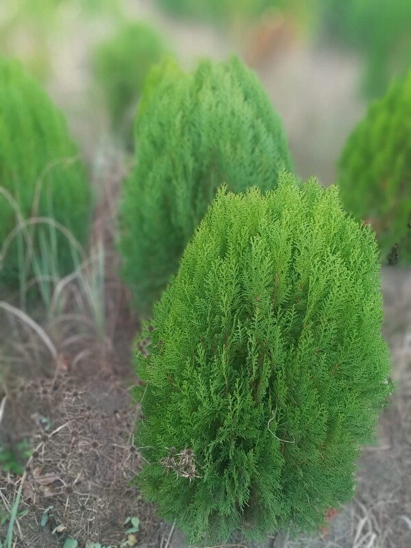 Hər cür şam ağacları var münasib qiymətə