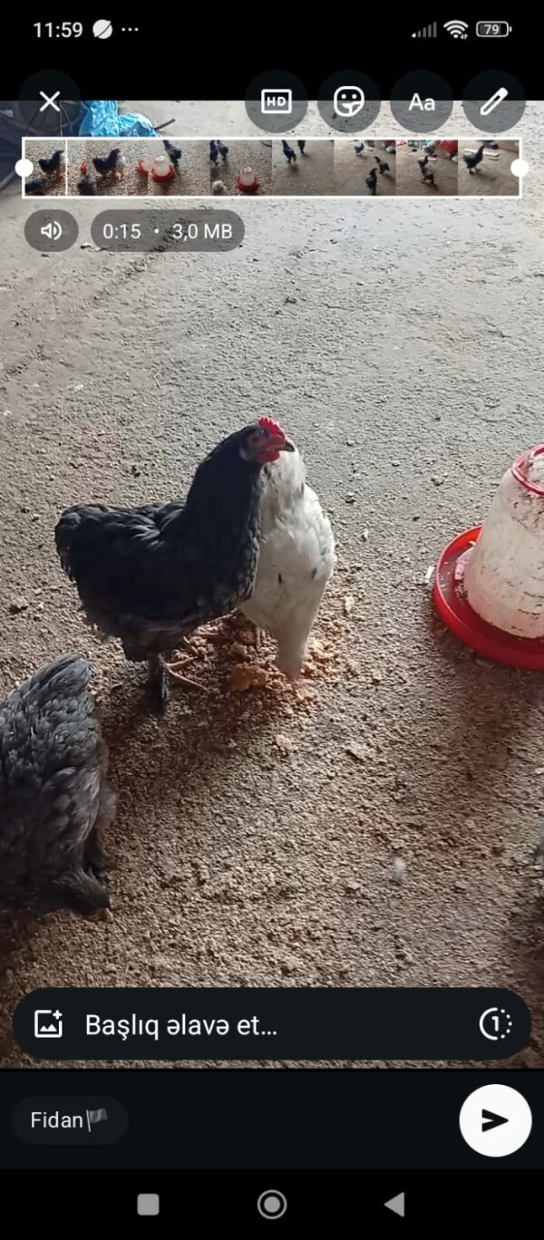 3 4 aylıq xoruzdular satılır