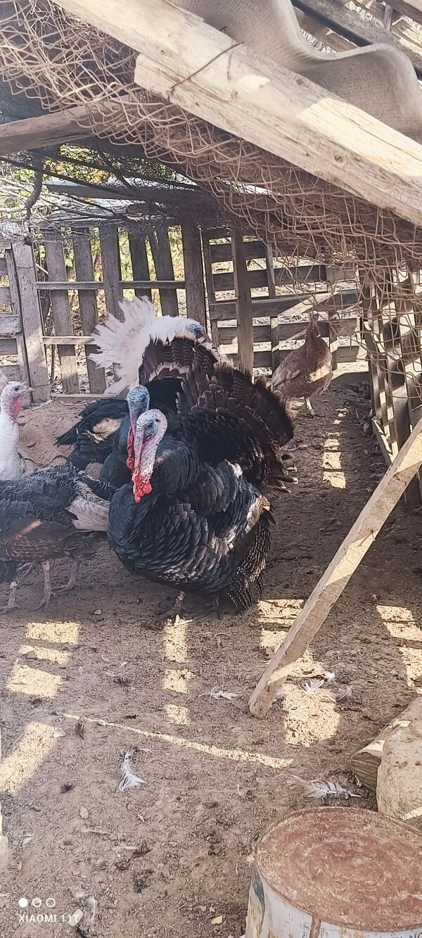 Etlik +damazliq  Hinduska