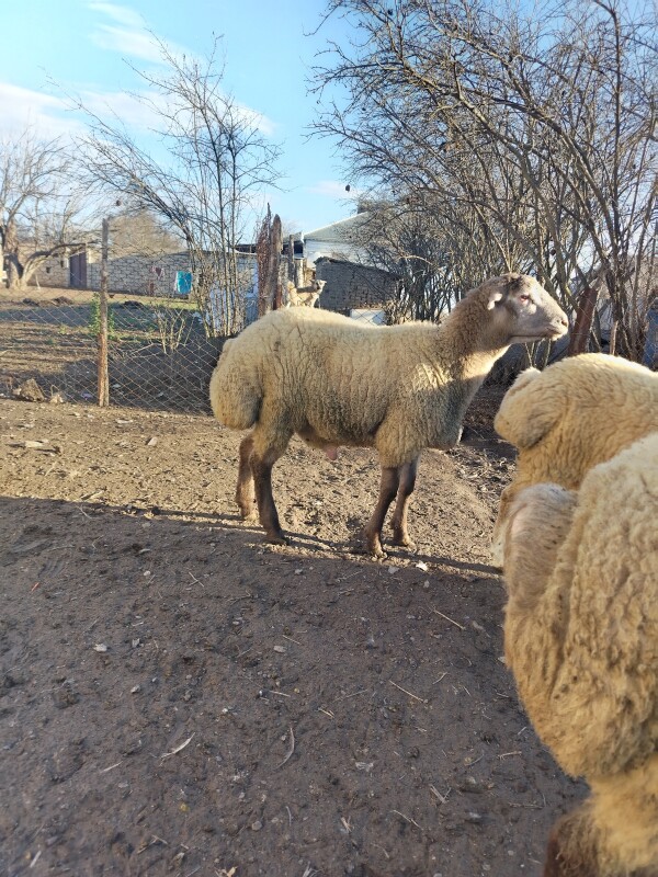 Qomral quzu 8 aylıq