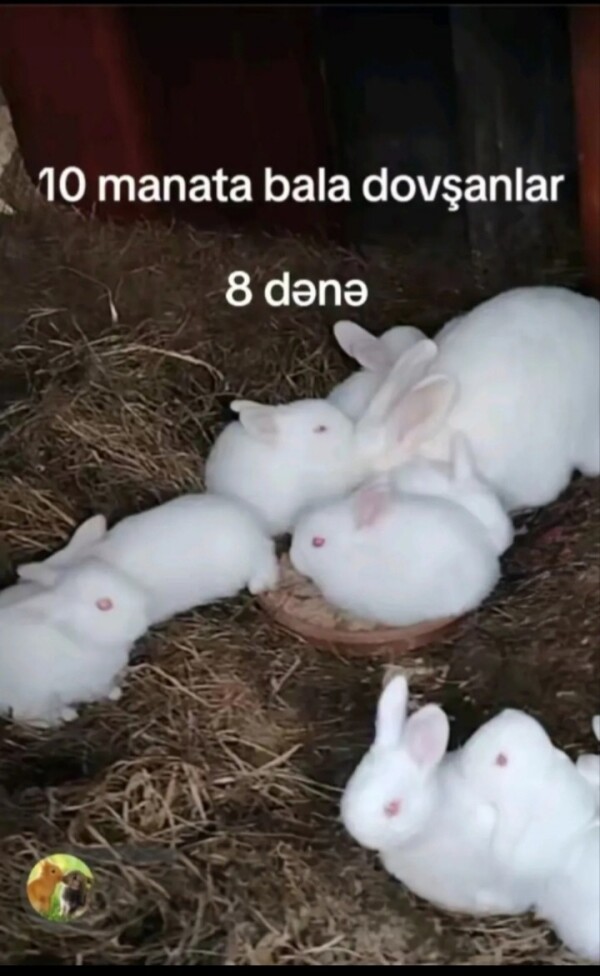 Gözəl Dovşanlar
