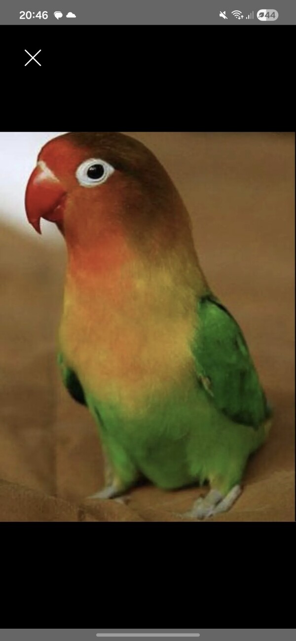 Fişer tutuquşu satılır təcili qəfəs yoxdur