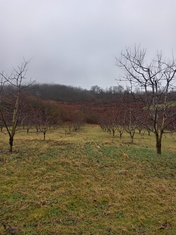 Quba rayon Təngəaltı kəndi torpaq satılır