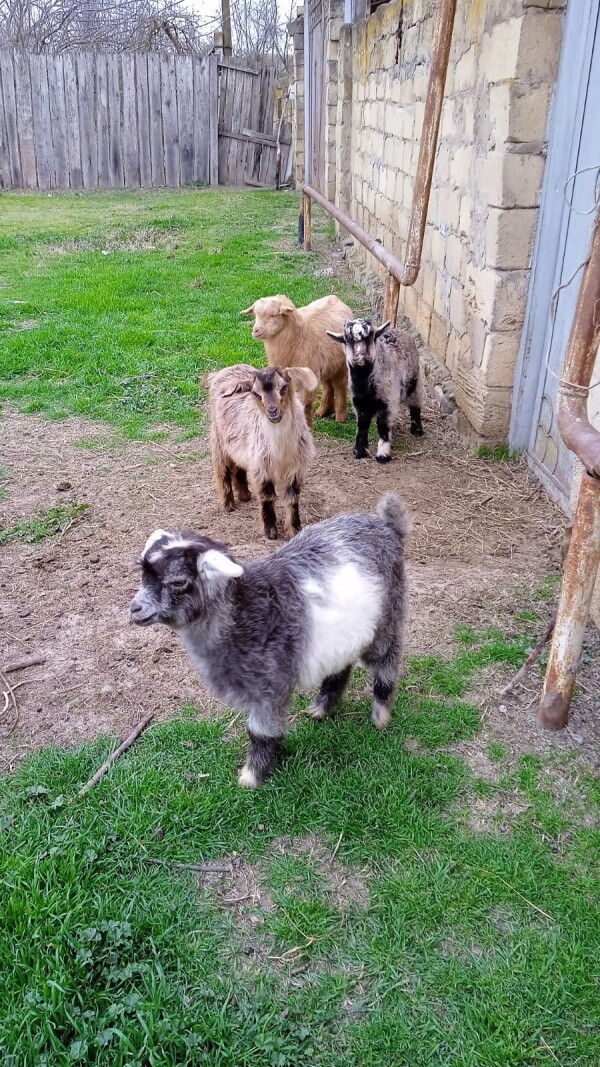 Salam çepişder 3aylıqdır 110 manat helep birinci qarına doğacaq qiyməti 160 manat