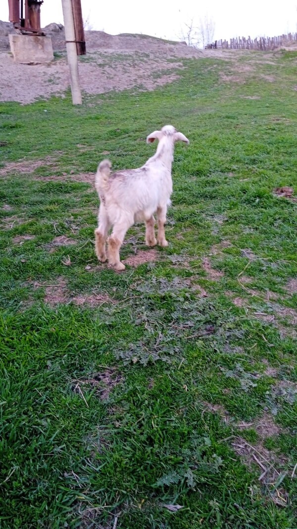 Hələpdir Sabirabadadır