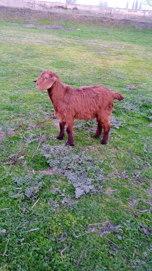 Salam Hələp çəpişlər 130 manat