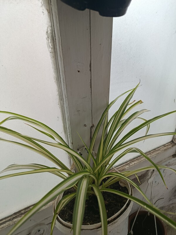 Dibçəkdə gül. 15₼❌ 10₼ ✔️