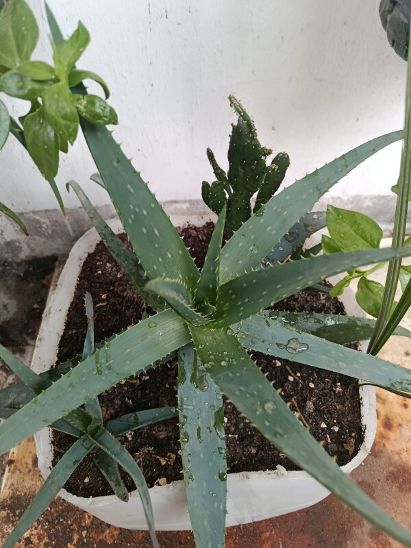 Aloe vera, qabsız böyük 1əd  kök 25₼❌ 20₼✅