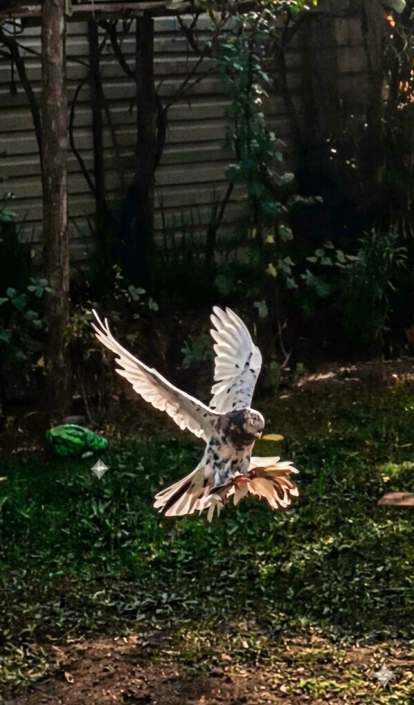 Yerde Oynaq erkek lələkli