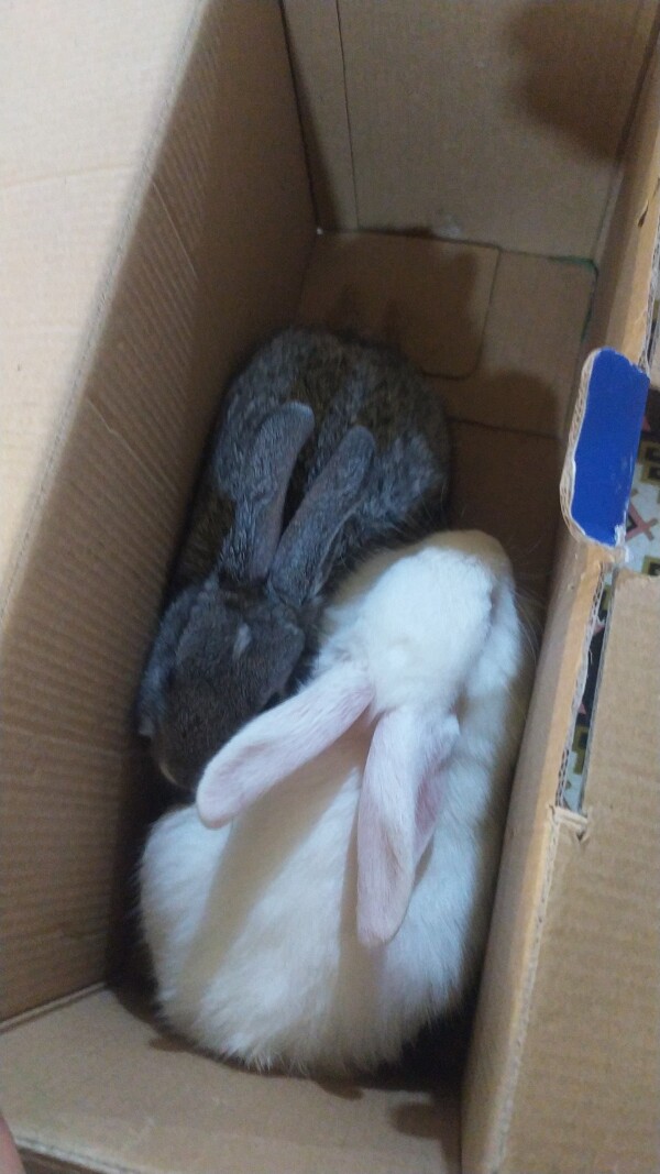 Cins Dovşan satıram ev üçün