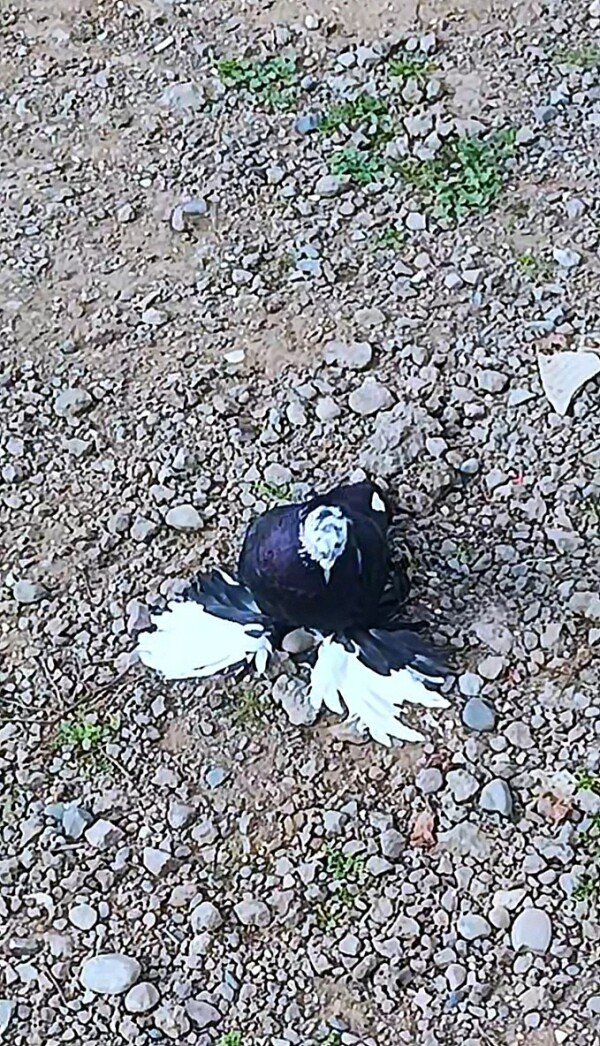 Erkek başı cil kekilli