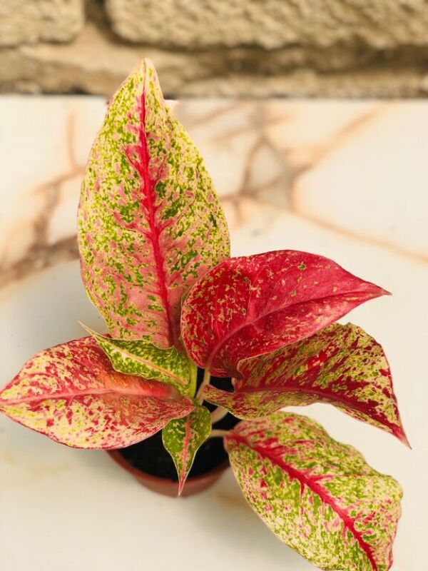 Aglaonema gülü