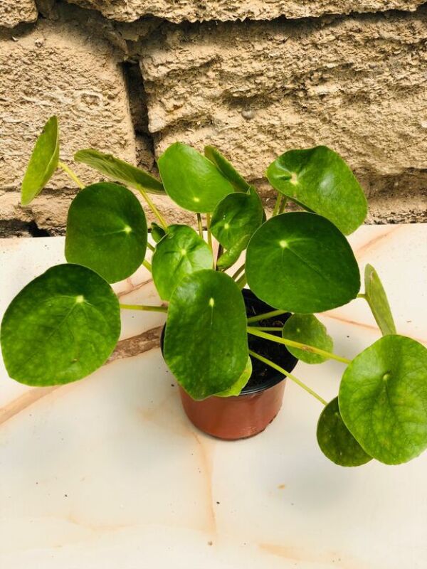 Gül Pilea