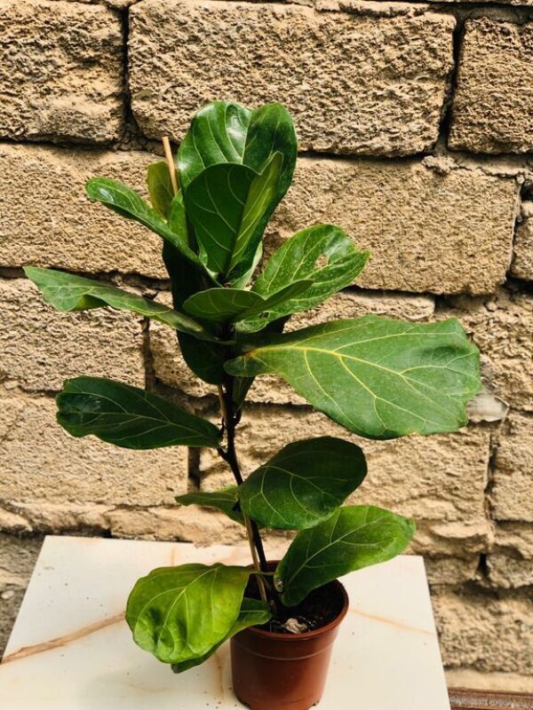Ficus lyrata