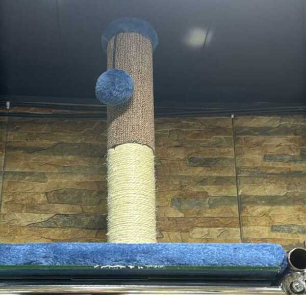 Pisik üçün dırnaq itiləyən